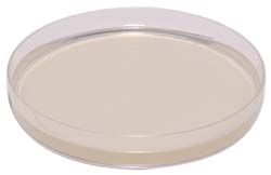 Mueller-Hinton + 2% glucoza + albastru de metilen