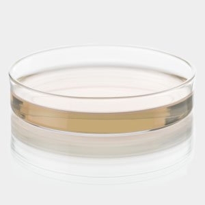 Mueller-Hinton Agar + 2% NaCl